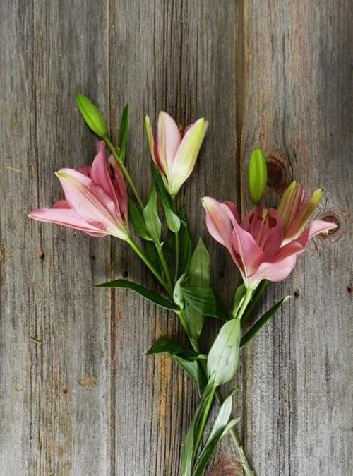 INDIAN SUMMER 3/S PINK L.A. HYBRID LILIES